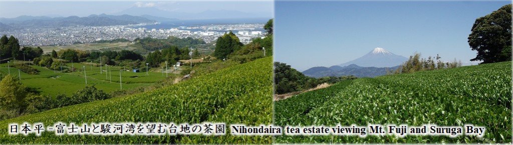 Nihondaira tea esatate
