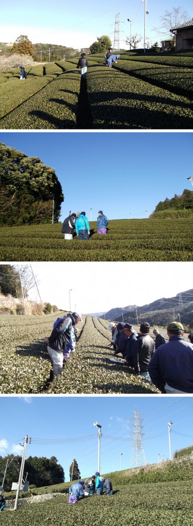 Tea plantations located on the slopeside of mountains or Makinohara upland.