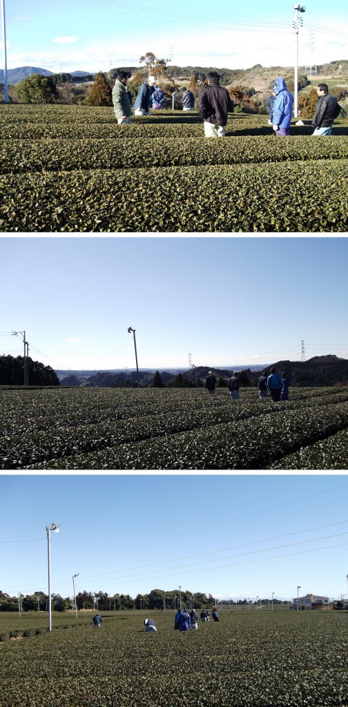 Tea plantations located on the flat area of Makinohara upland.