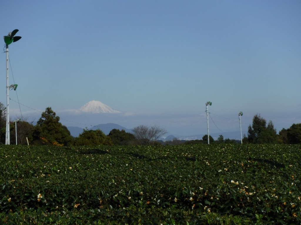 Mt. Fuji from Shizutani area on Makinohara upland.