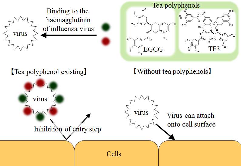 A schematic diagram of the mechanism that tea polyphenols prevent influenza virus from infecting, suggested by Nakayama M. et al. (1993) [312].