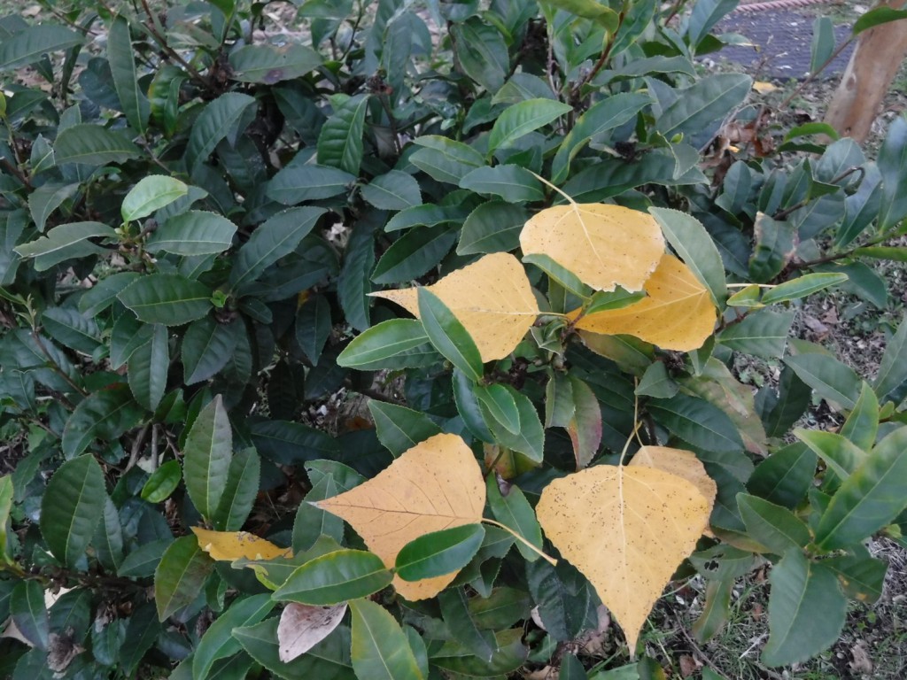 05 Fallen Autumn Leaves On Tea Canopy
