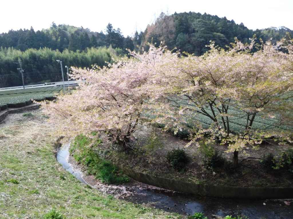 00 Full bloomed cherry blossoms around tea plantation
