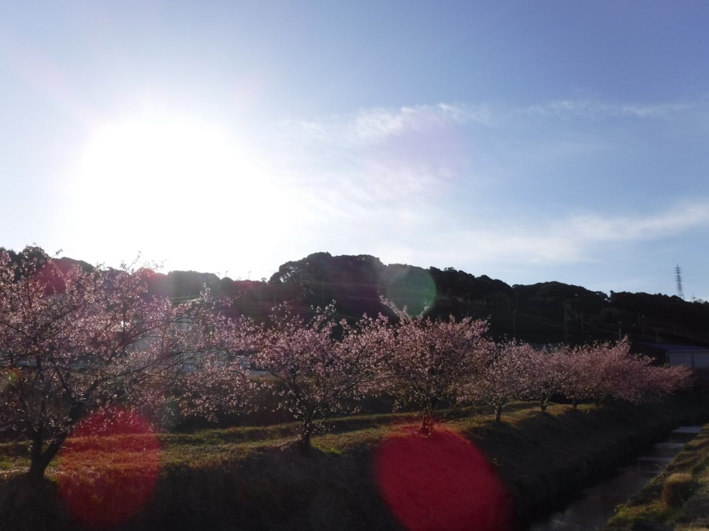01 Cherry blossoms in front of tea plantation