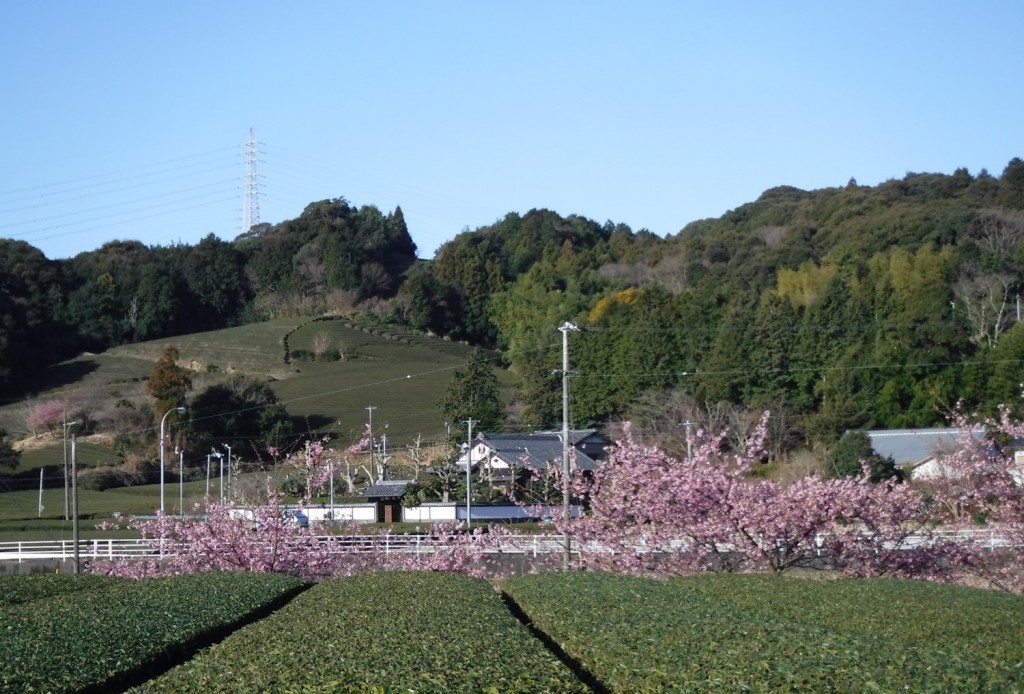 02 Satoyama In Makinohara with Cherry Blossom
