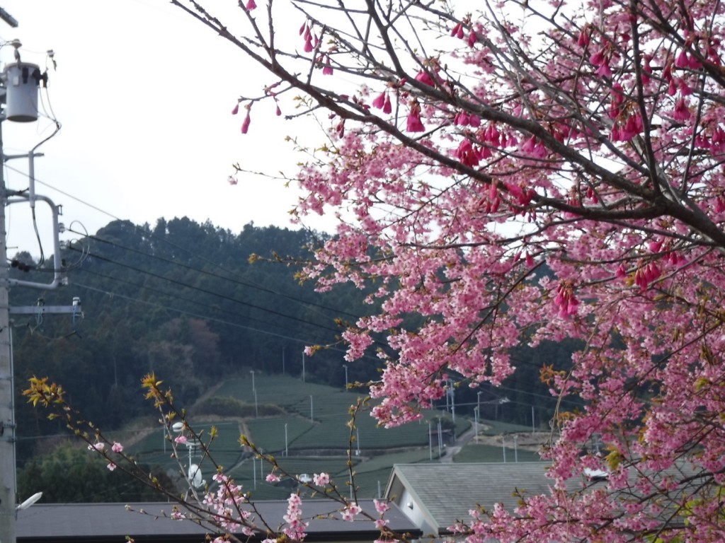 03 Tea garden beyond 2 types of cherry blossoms