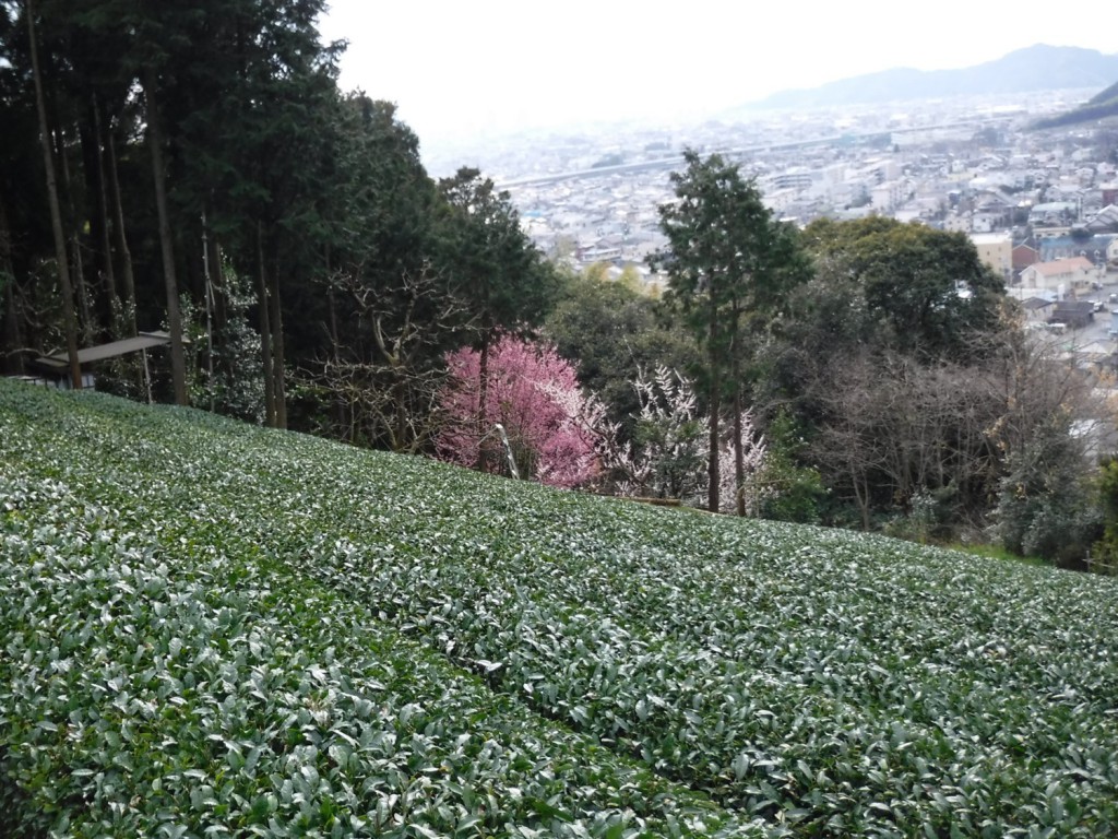 04 Pink and white color of cherry blossoms beyond tea garden