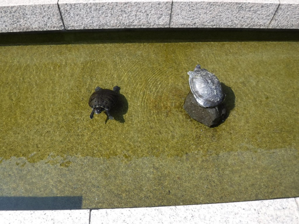 04 Swimming turtles