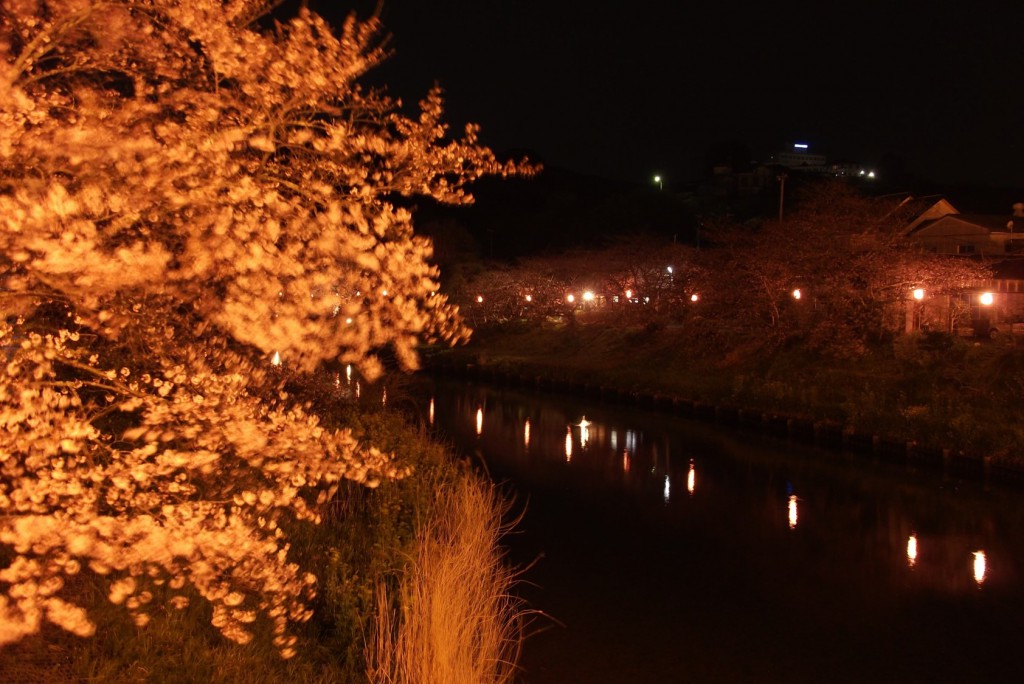 Illumed cherry blossoms along Katsumata river in Makinohara city.