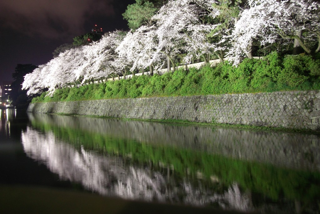 Illumed cherry blossoms around Sumpu park in Shizuoka city.