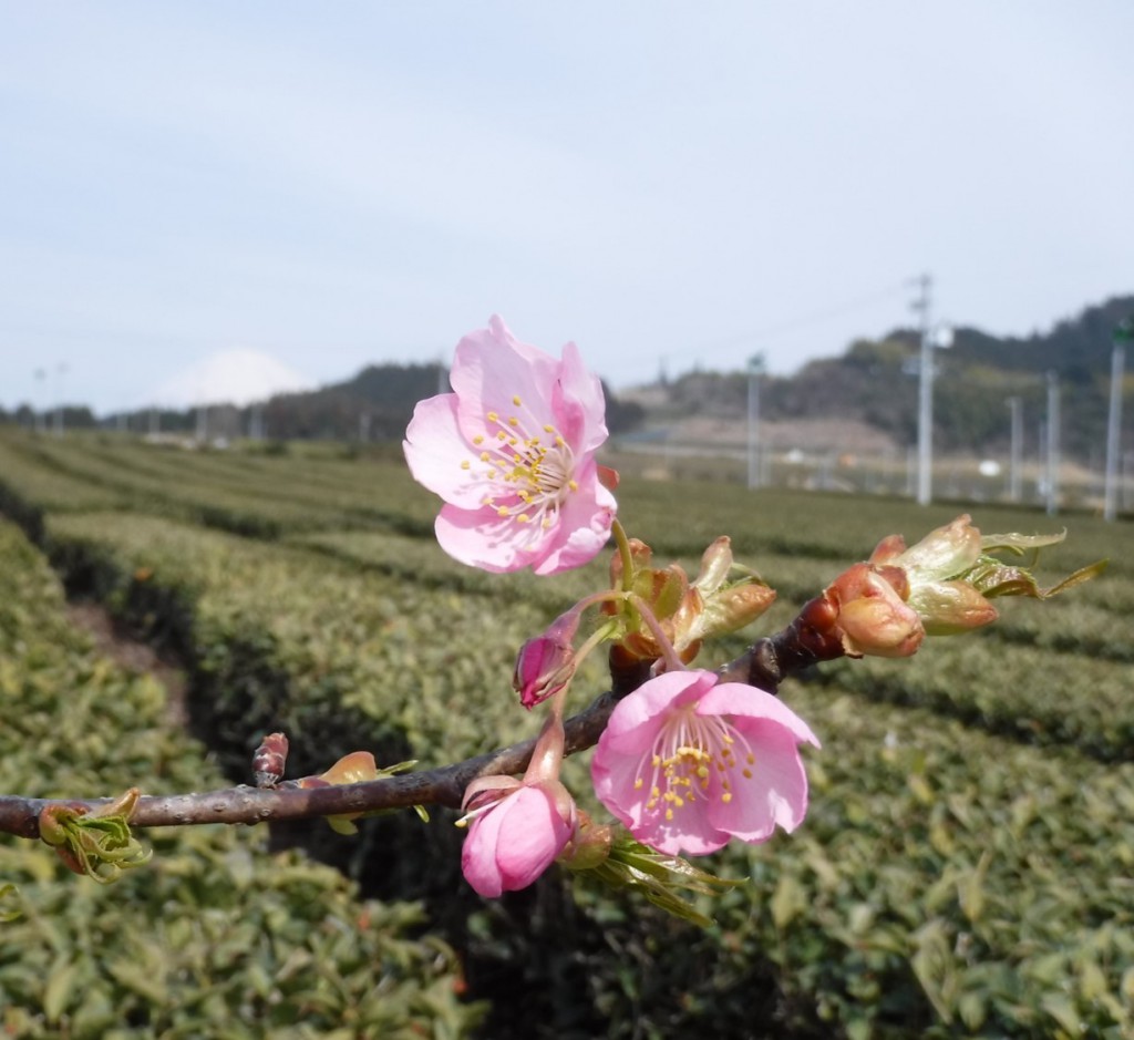 Cherry blossom with the background of tea plantation and Mt. Fuji.