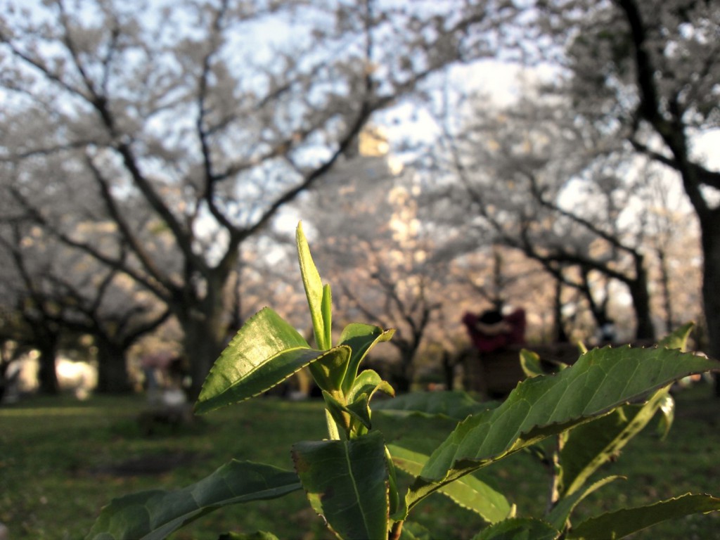 A tea bud with the background of cherry blossoms in full bloom.