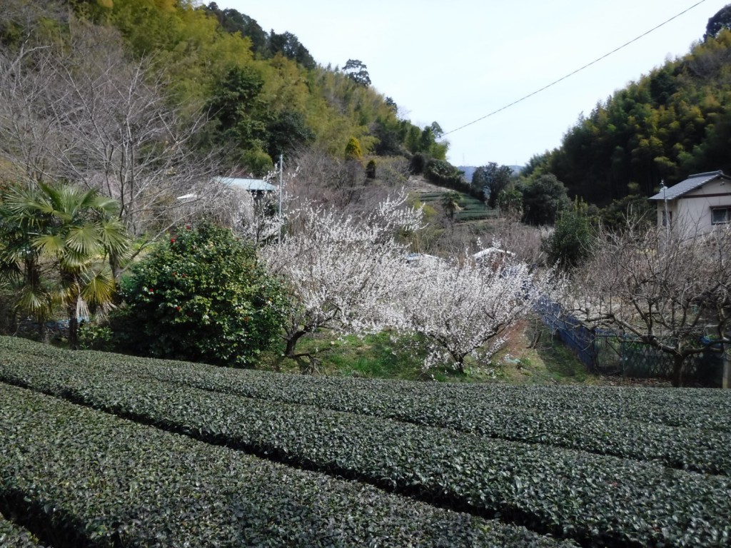 01 Full-blooming cherry blossom and tea plantation