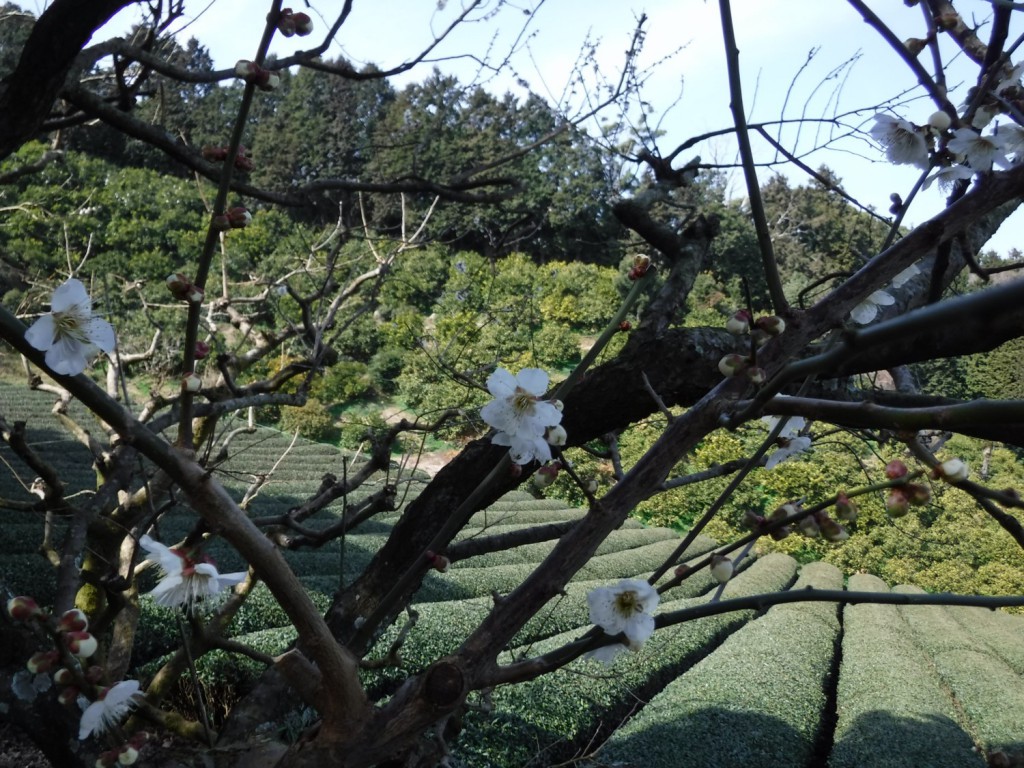 02 Cherry blossom tea and mandarine orange plantation