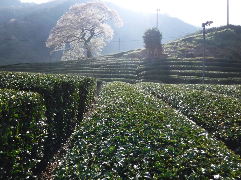 02 Tea plantation with the subtle and profound Sakura tree
