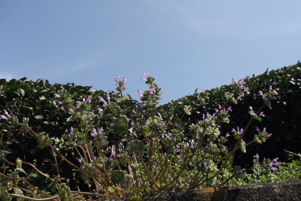 02 Weedly purple flowers around tea plantation