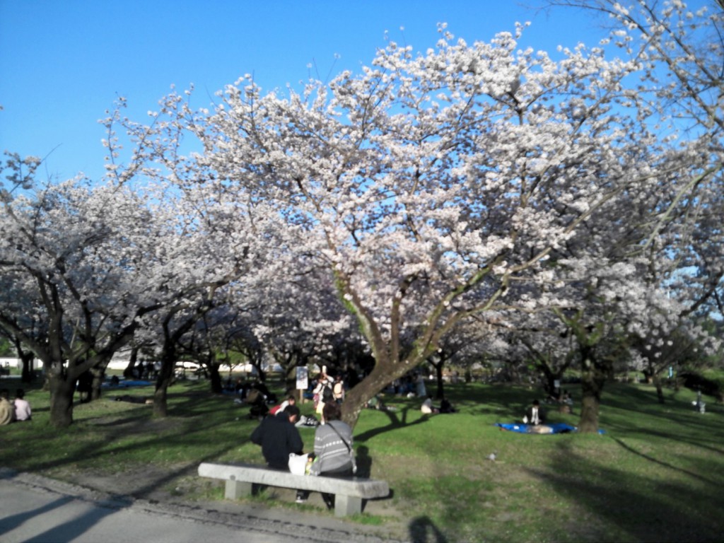 02 cherry blossom seeing