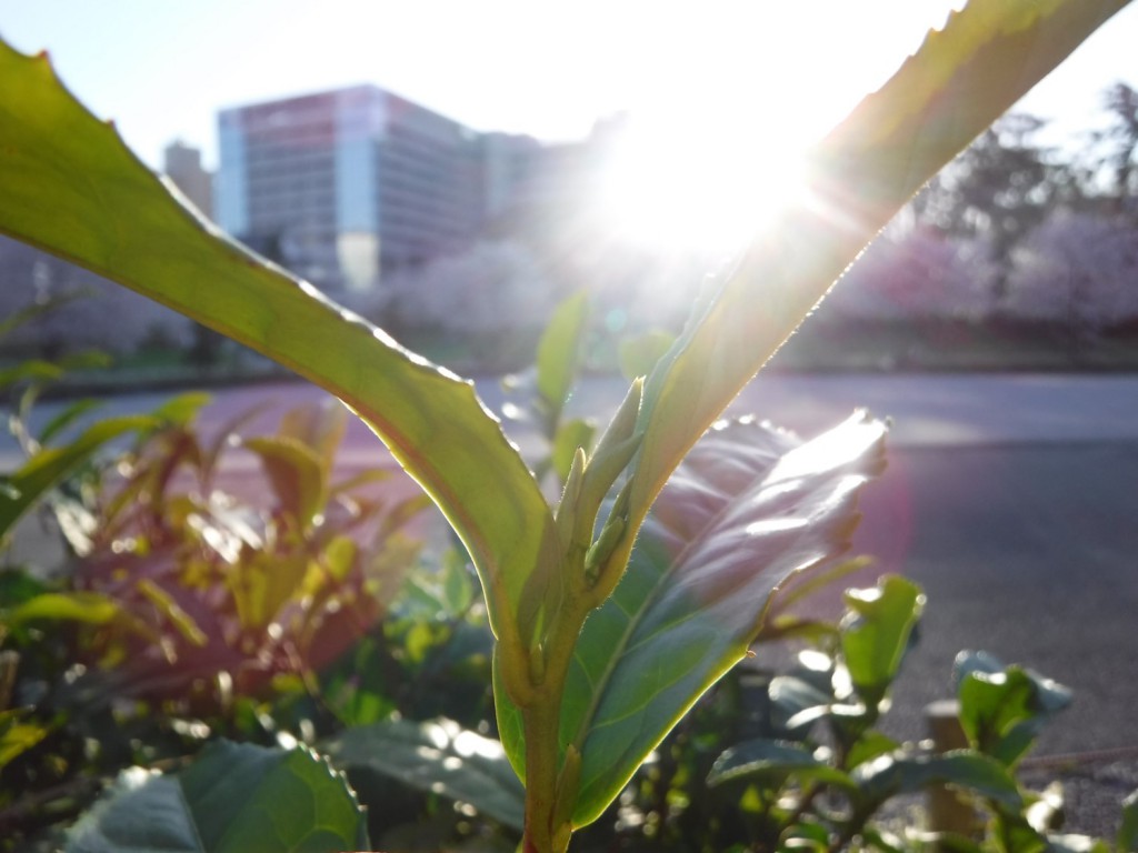 A tea bud opened in Sumpu park in Shizuoka city.