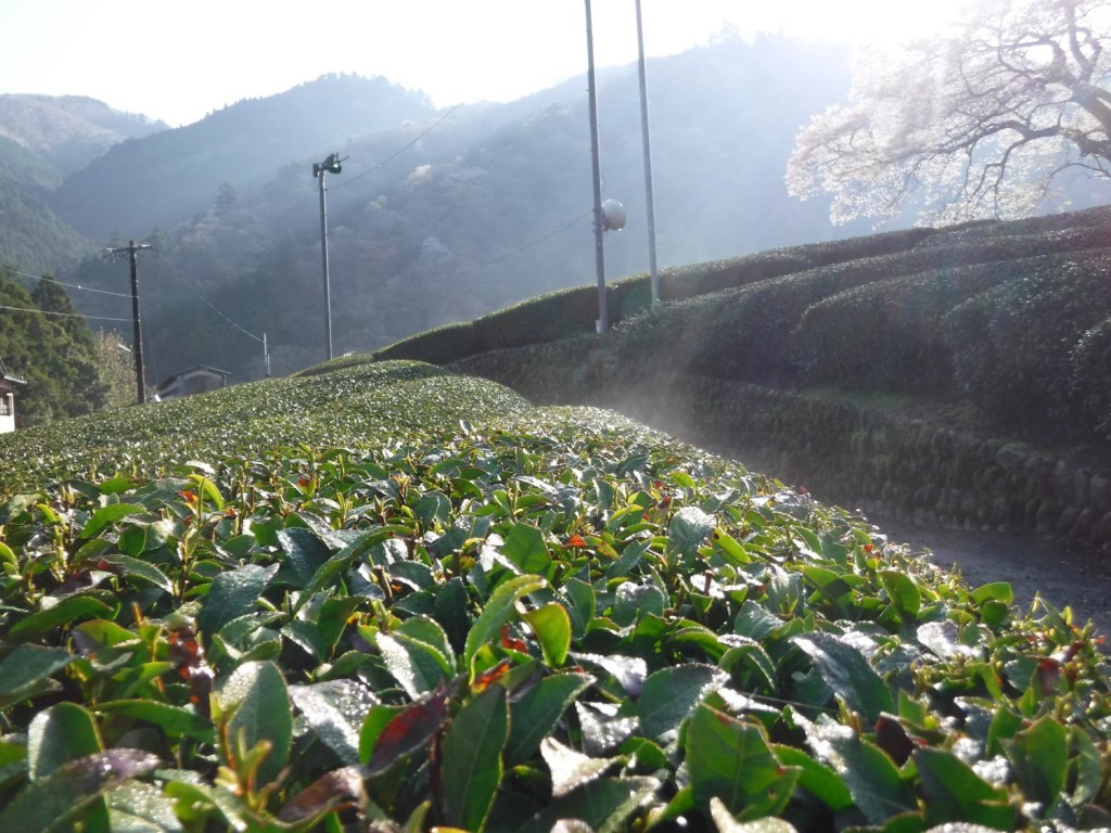 03 Vapor from tea leaves by rising sun shine
