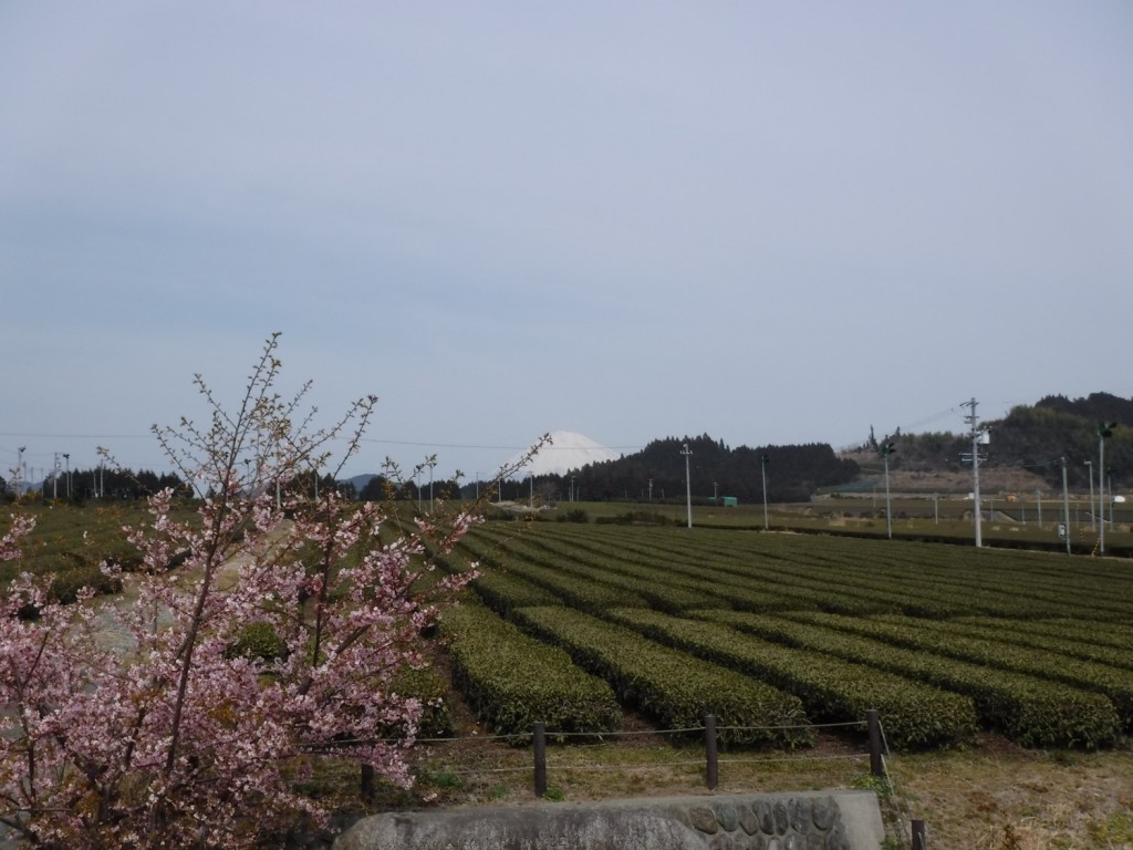 04 Mt. Fuji beyond tea plantation plain with cherry blossom