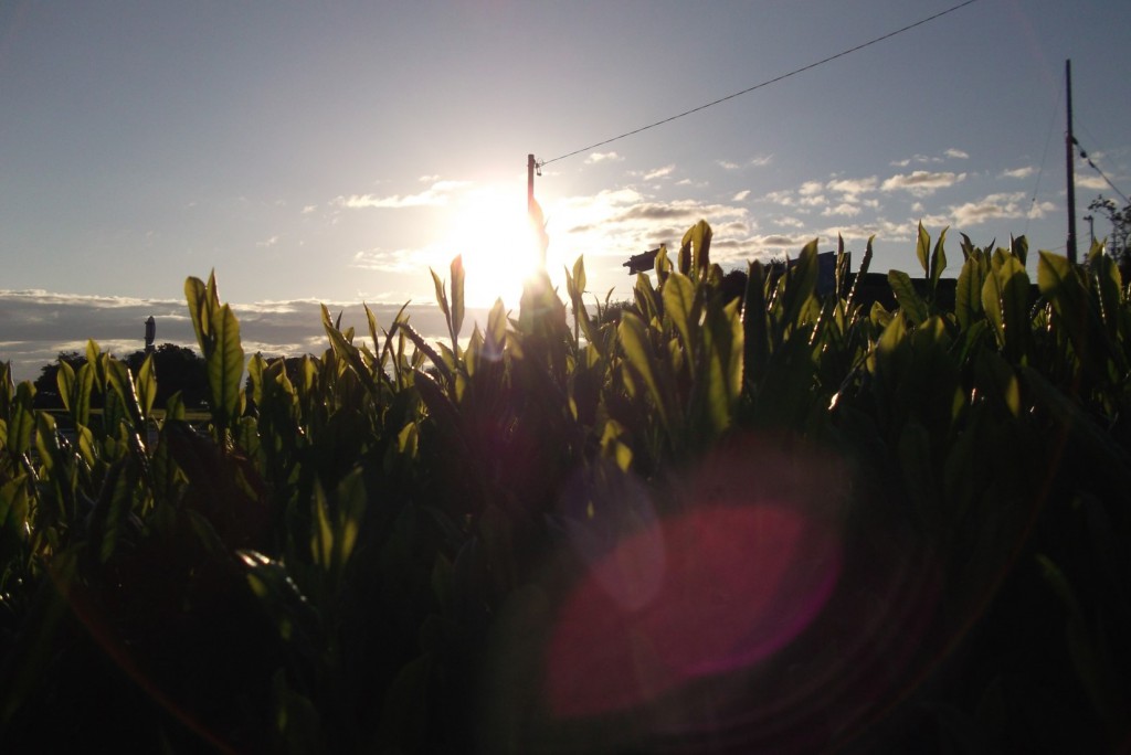 The rising sun shines tea shoots on Makinohara upland in 1st flush season in 2016.