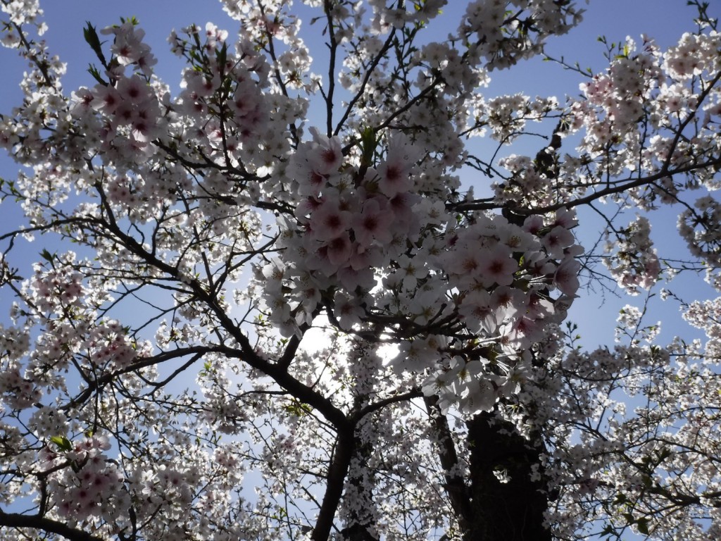 Cherry blossom in full bloom.