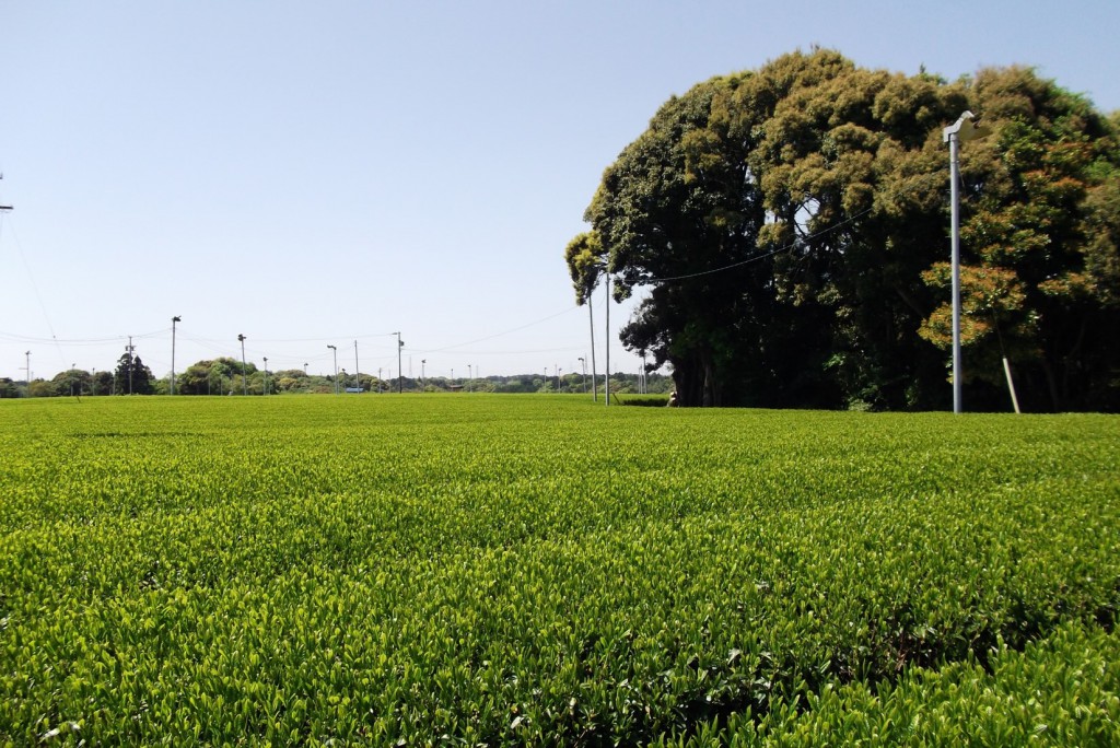 Tea plantation and tree on Makinohara upland.