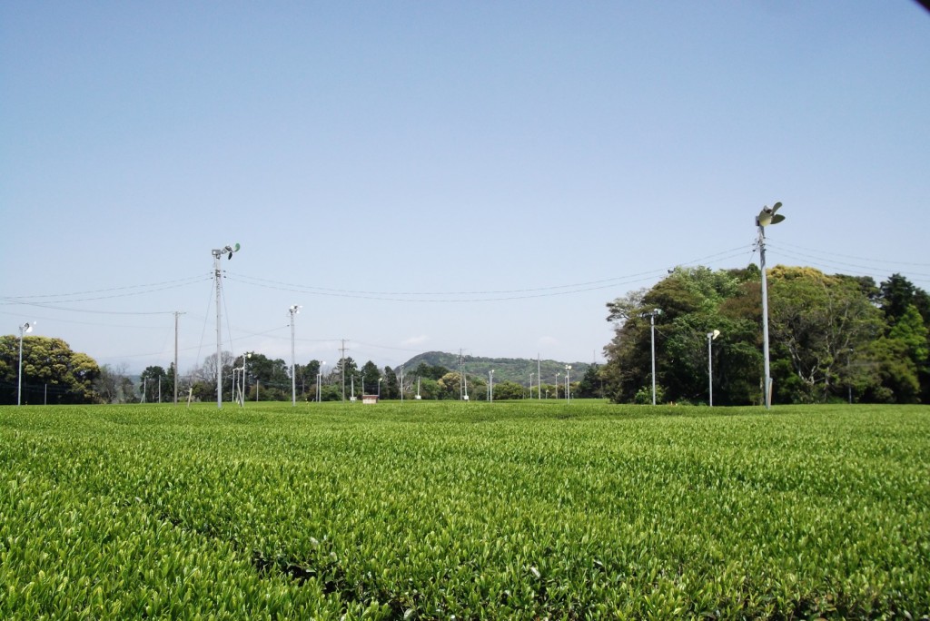 Tea plantation on the plane of Makinohara upland.