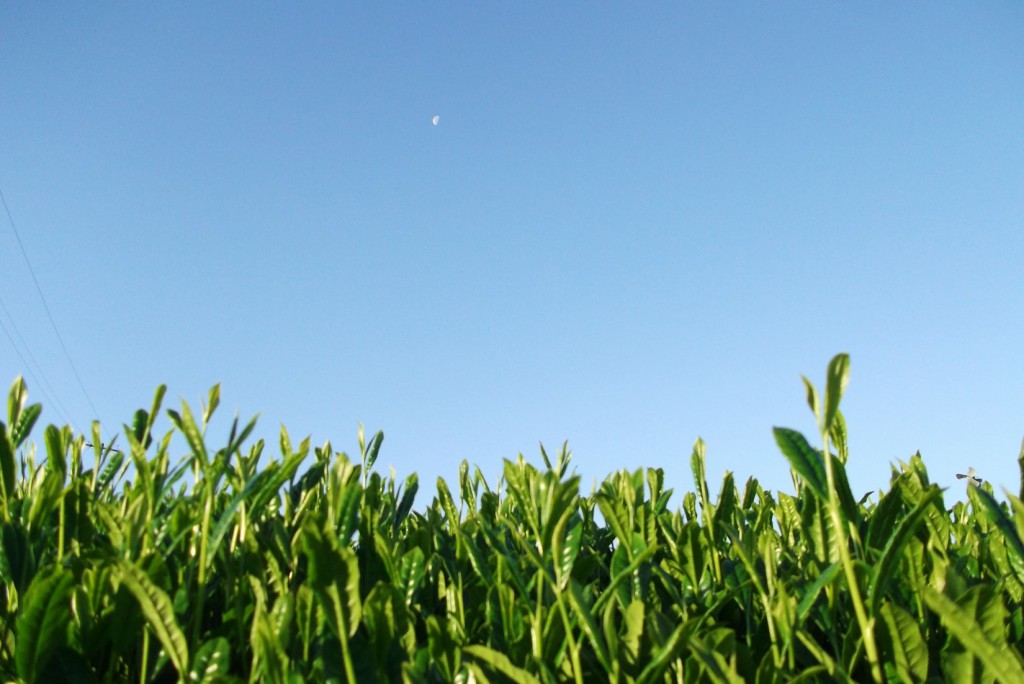 The morning moon over the tea shoots in 2016.