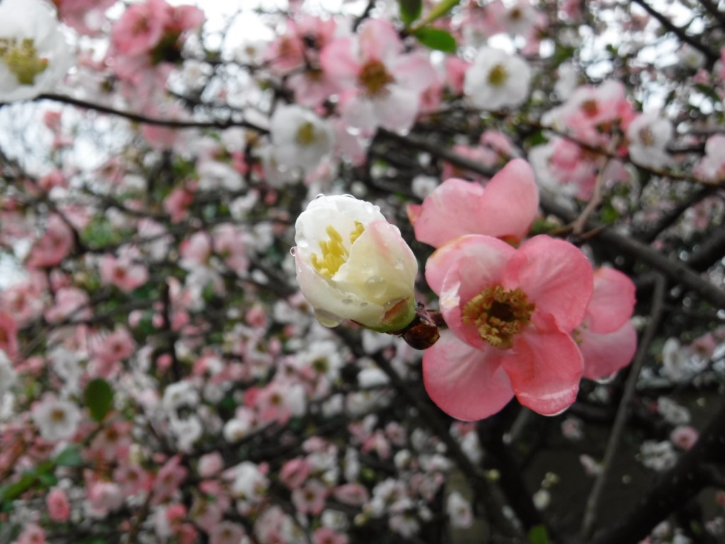 'Boke' cherry blossoms in full bloom