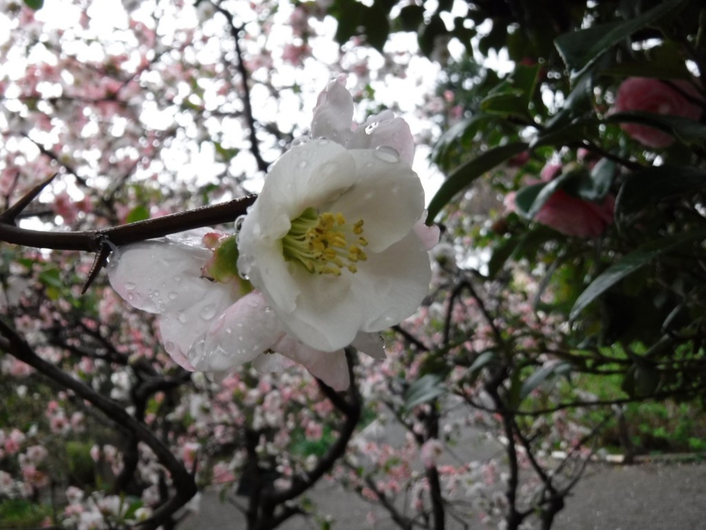 Cherry blossom with Camellia japonica
