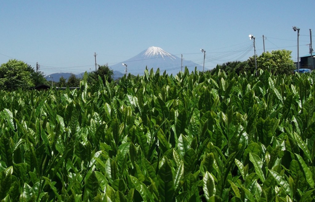 Mt. Fuji beyond tea shoots in 1st flush season in 2016