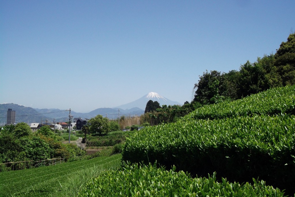Mt. Fuji beyond the tea plantation on a mountainside.