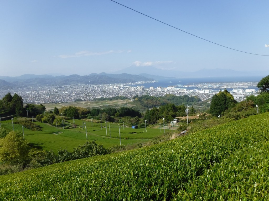 00 Panorama of tea estate in shizuoka