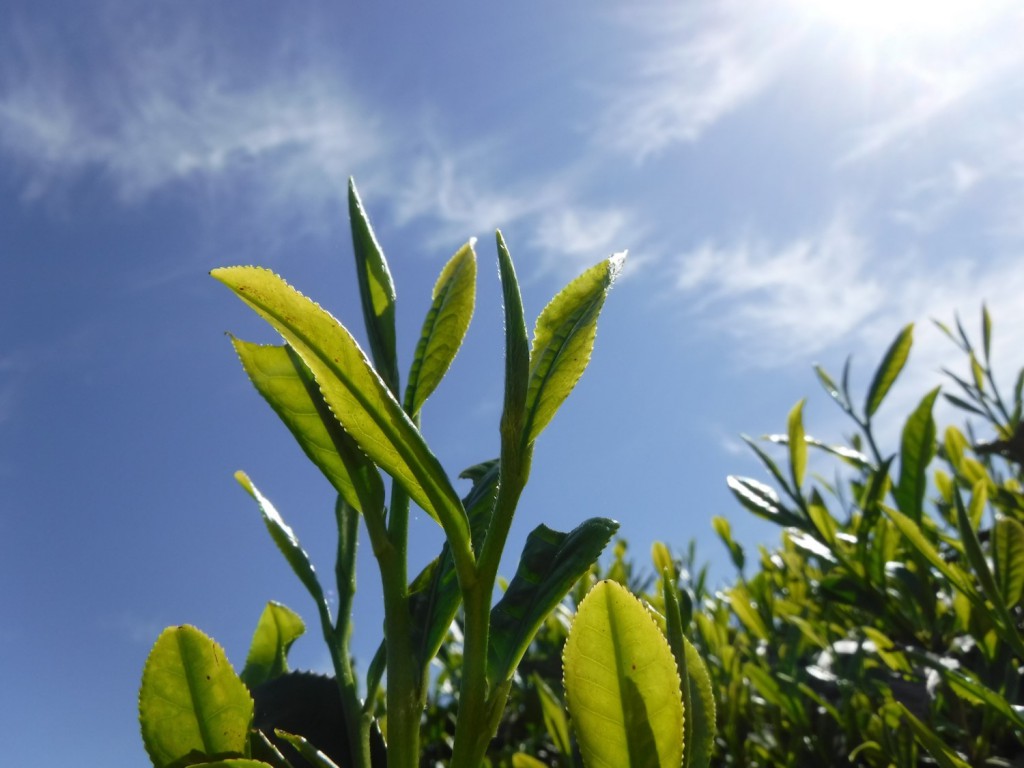 03 Tea shoots growing under sun shine