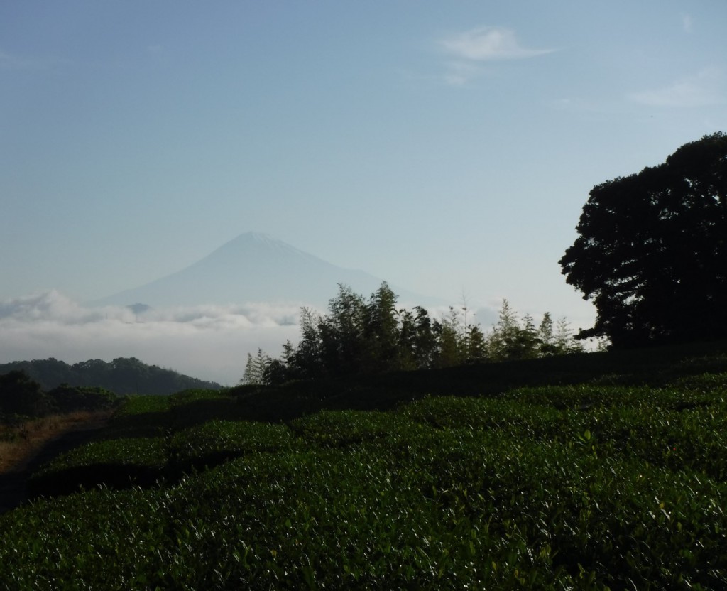 Mt. Fuji beyond tea plantation. As if it encourages 2nd flush.
