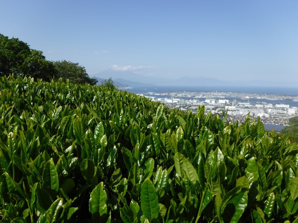 05 Tea shoots grown under warm wind from Suruga bay and sacred power of Mt. Fuji