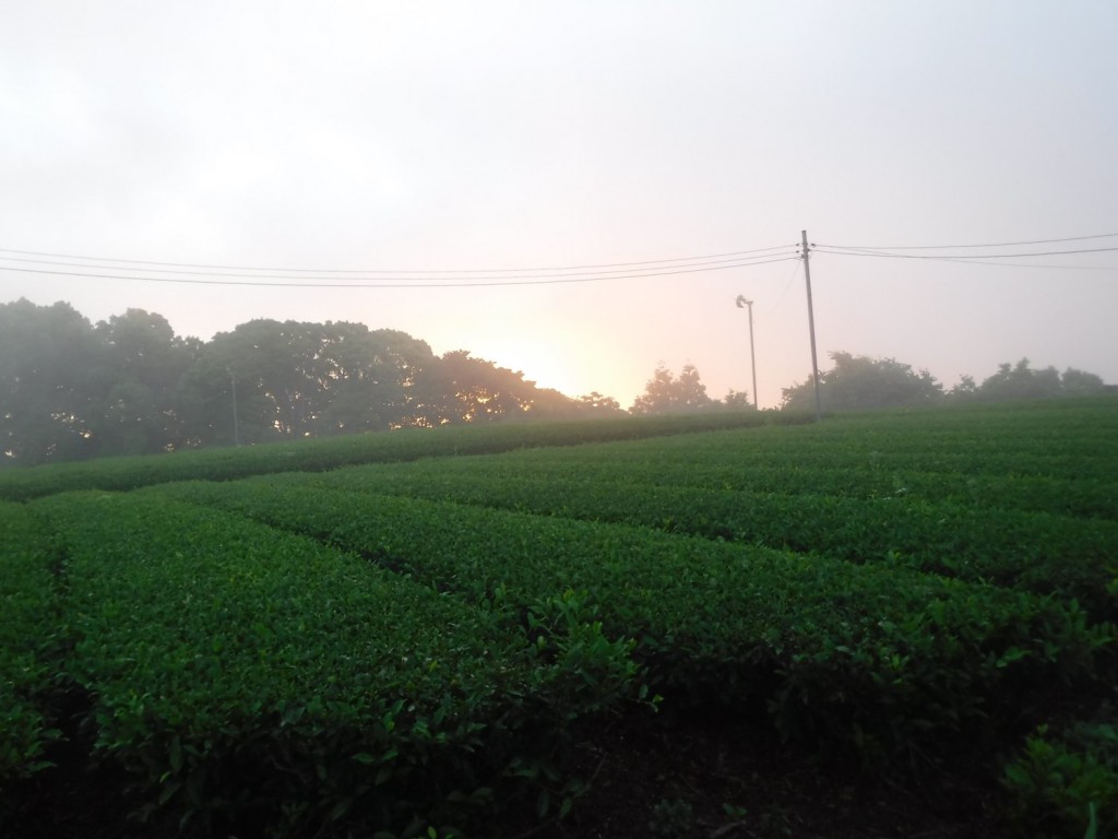 Tea buds of 2nd flush are growin under the morning fog and mild shine of rising sun.