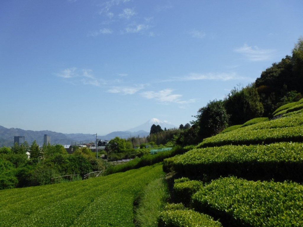 06 Mt.Fuji beyond tea plantations