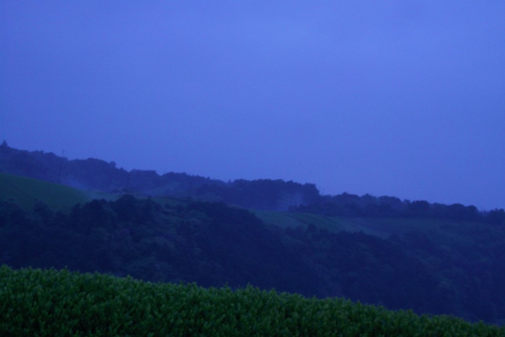 12 Fog-veiled tea plantation on evening