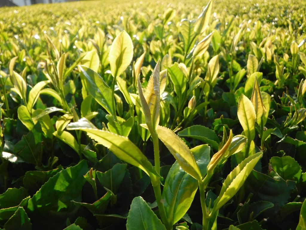 Tea sprouts growing vividly.