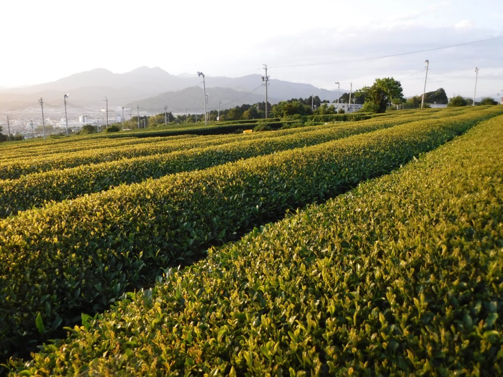 Golden stairs of tea canopies colored by the evening sun.