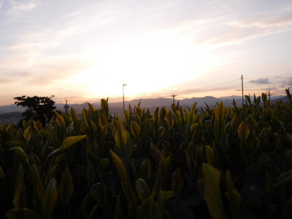 Sun set on the tea estate in Shizuoka.