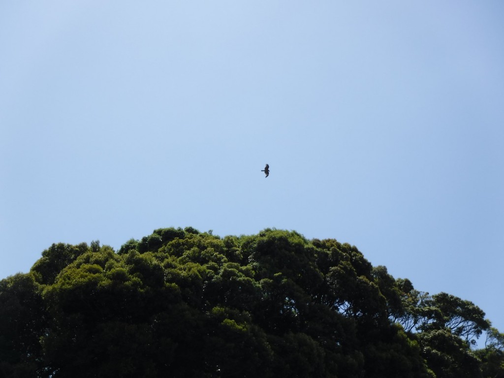 A hawk flying over a forest next to the beach.