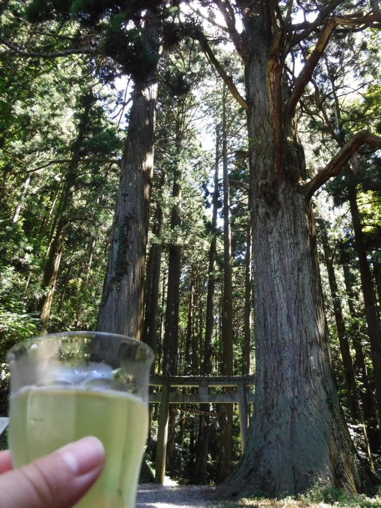 Shizuoka tea offered to the divine cedars around Dangyo shrine.