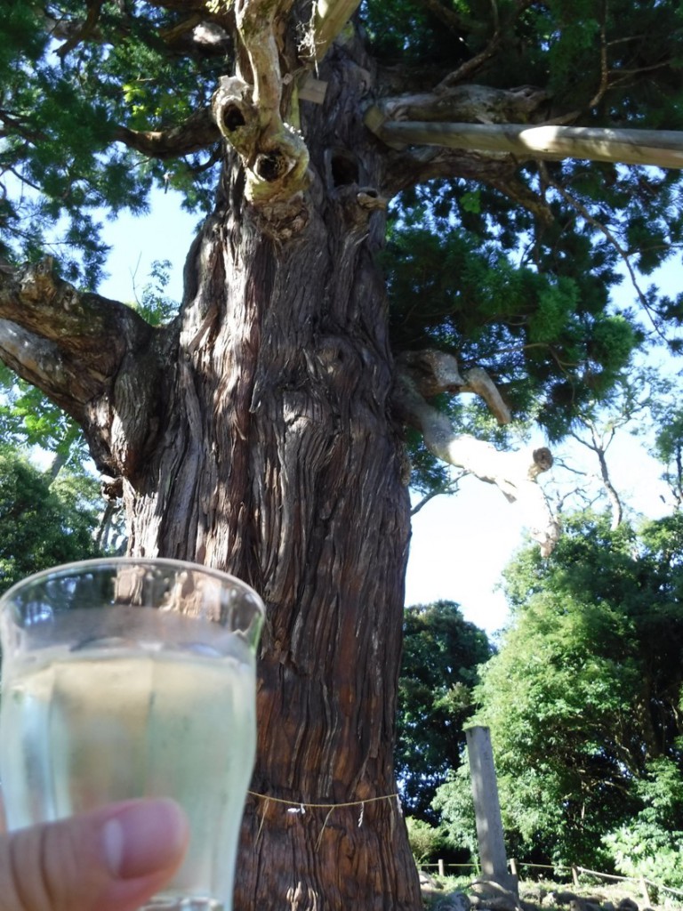 04 Tea Offered for Yao-sugi cedar