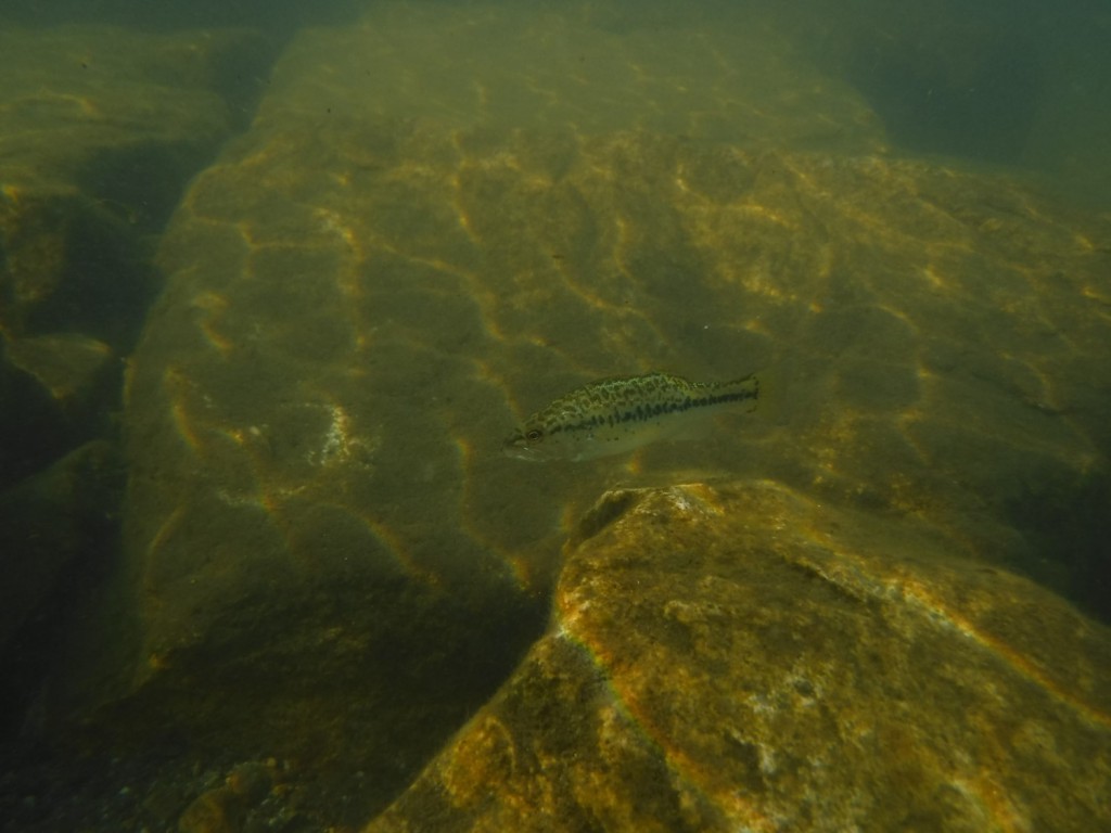 21 A big fish around rocky bottom of Lake Biwa