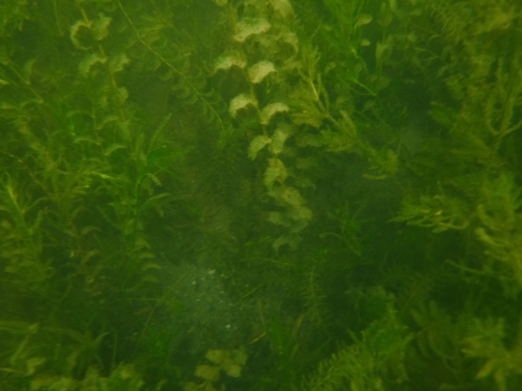 23 lake algaes on the shallow bottom