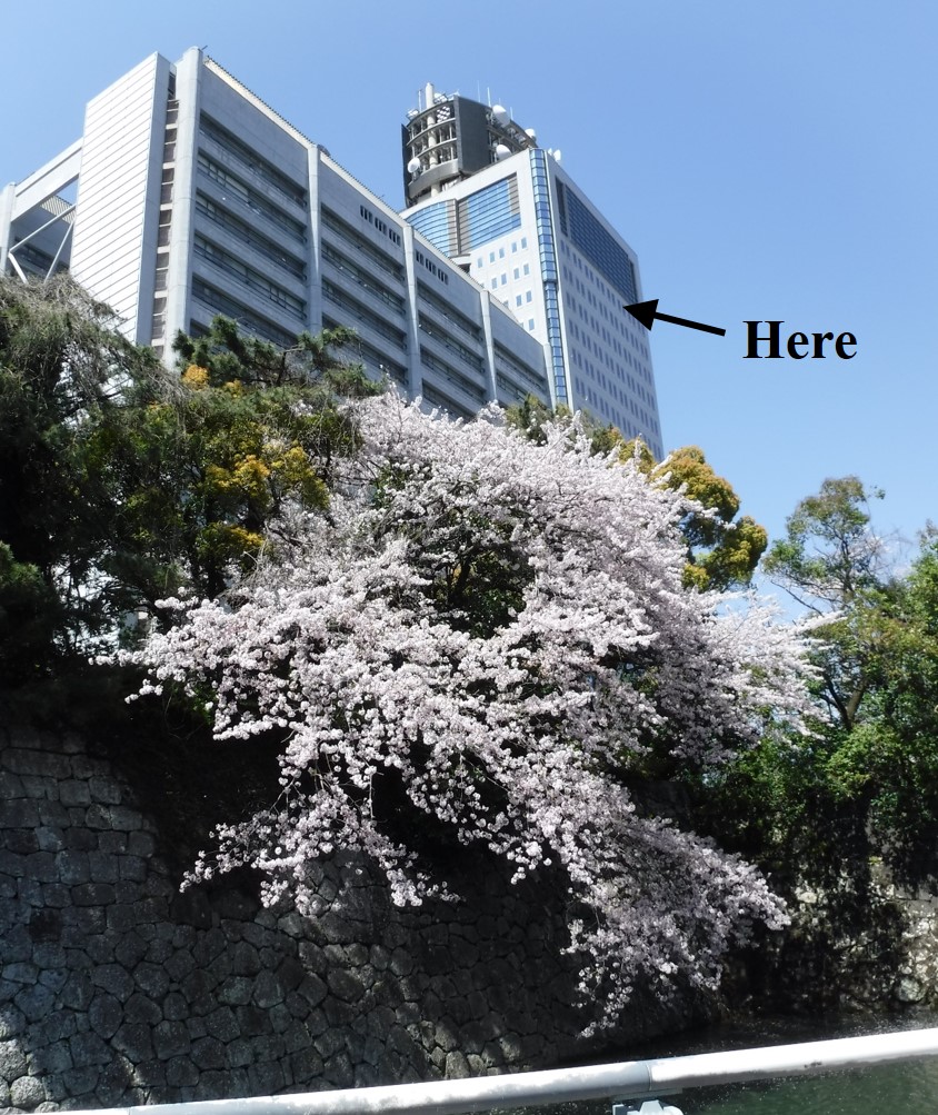 Location of Fujinokuni Terrace - The top of the annex of Shizuoka Prefectural Government building. in spring time, cherry blossoms bloom elegantly.