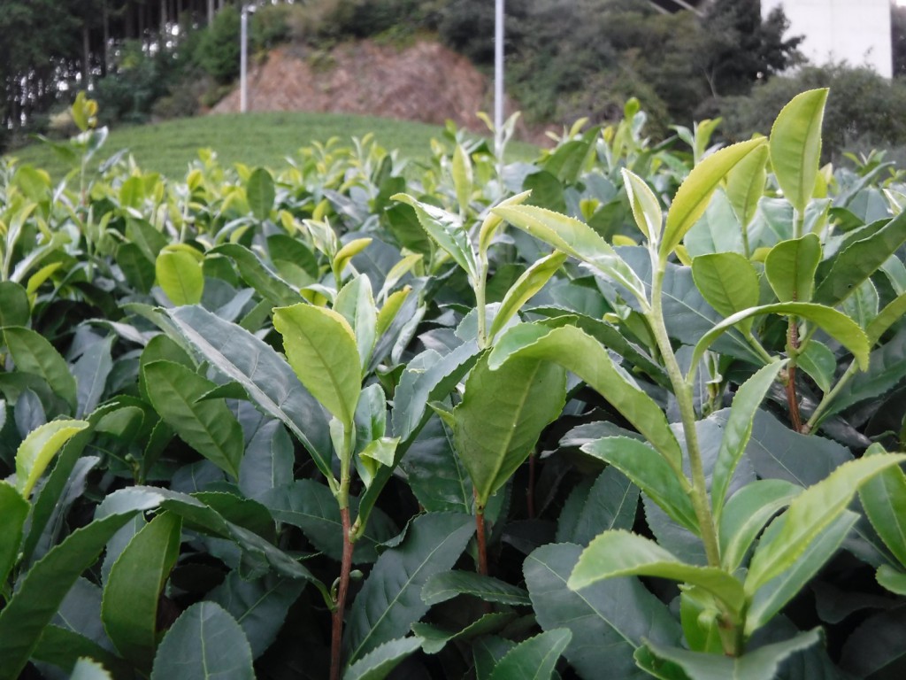 Autumn tea shoots growing on a mountainside in Shizuoka tea estate.